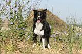BORDER COLLIE 373